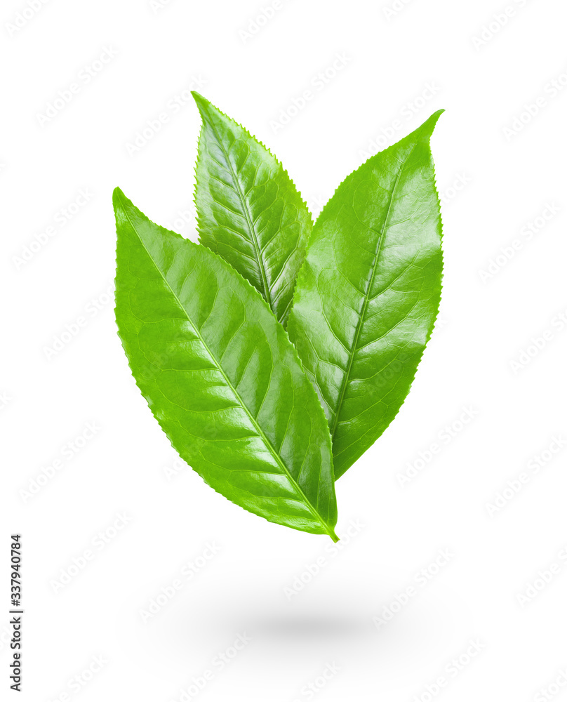 Obraz premium Green tea leaf on white background