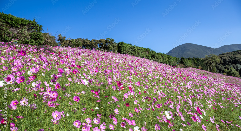 コスモスの花　秋イメージ