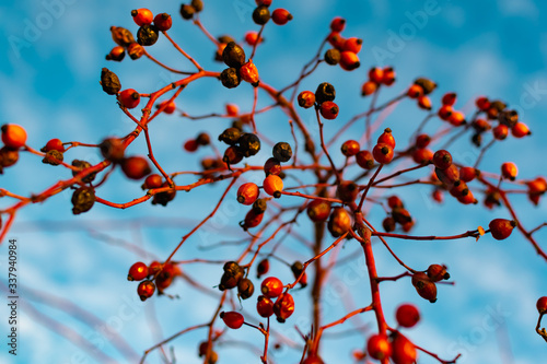 Rich red rosehip berries against a clear blue sky grow in a large group on the branches of a bushy rose with thorns and winter until spring without green leaves
