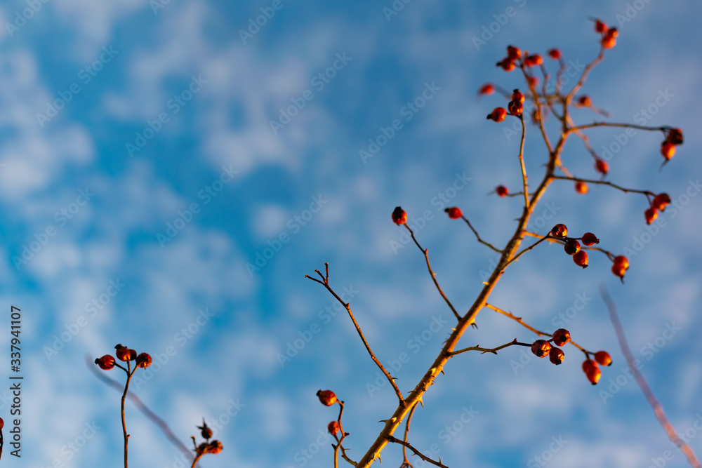 Rich red rosehip berries against a clear blue sky grow in a large group on the branches of a bushy rose with thorns and winter until spring without green leaves Rich red rosehip berries against a clear blue sky grow in a large group on the branches of a bushy rose with thorns and winter until spring without green leaves