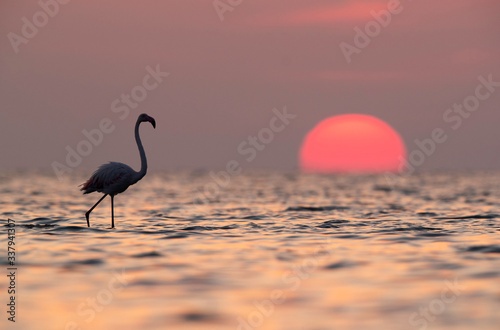 Greater Flamingo and dramatic sunrise of Asker coast, Bahrain