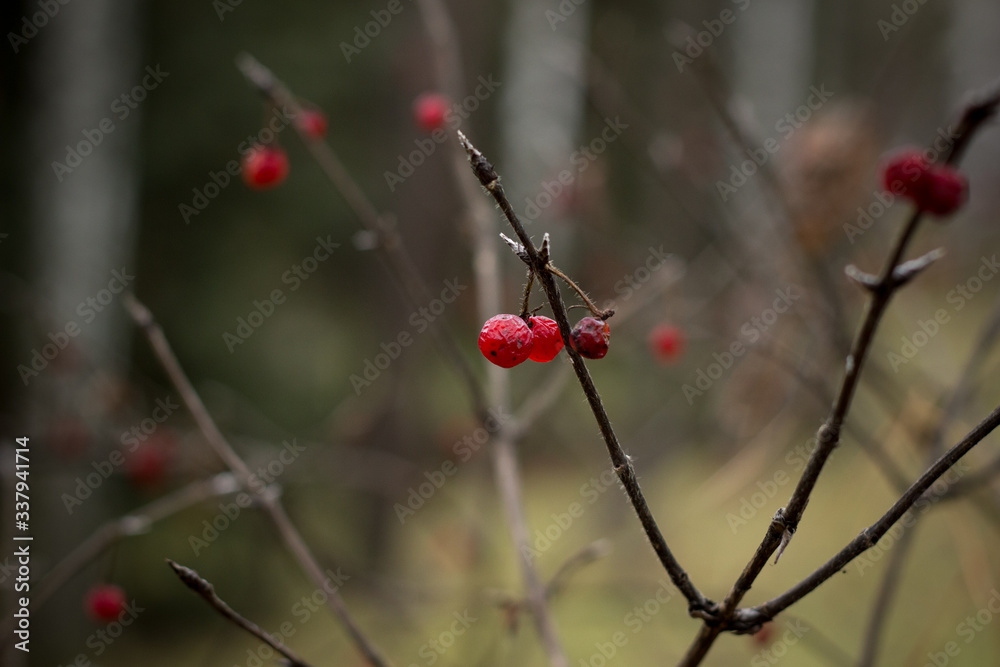 red berries on a branch