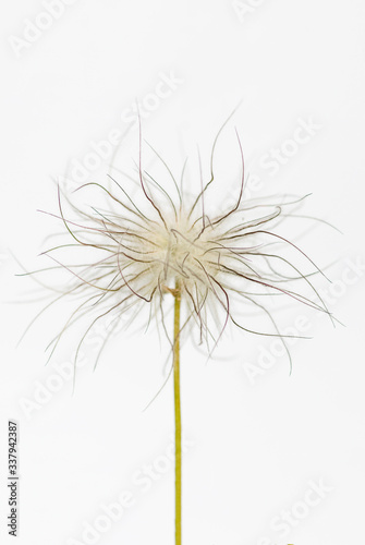 Fototapeta Naklejka Na Ścianę i Meble -  A Fluffy Delicate Flower Across White