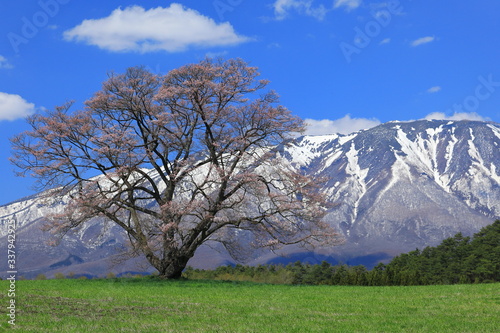 Sakura with the mountain in spring in Iwate in Japan