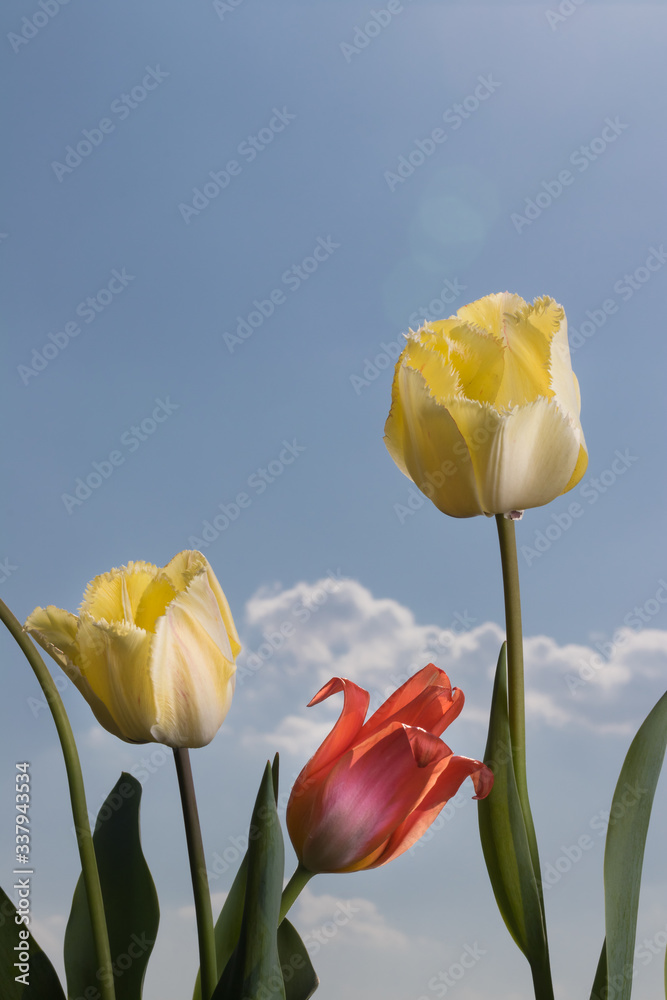 Obraz premium Yellow and red tulips (Tulipa cultorum) on the blue sky background with white clouds.