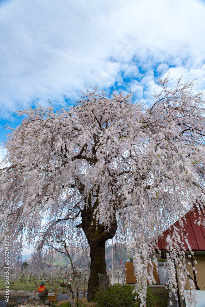 桜と地蔵