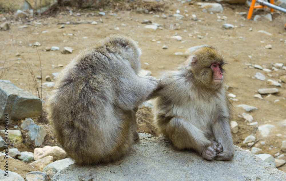 Jigokudani Monkey Park - Unique experience with the natural hot spring Jigokudani Monkey Park - Unique experience with the natural hot spring