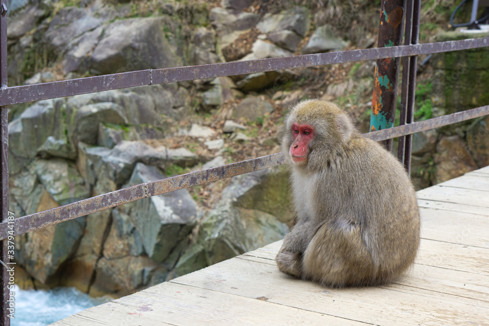 Jigokudani Monkey Park - Unique experience with the natural hot spring Jigokudani Monkey Park - Unique experience with the natural hot spring