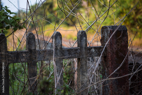 The concrete fence was overgrown with dry branches. The old grey picket fence is a grim barrier in the thorn bushes