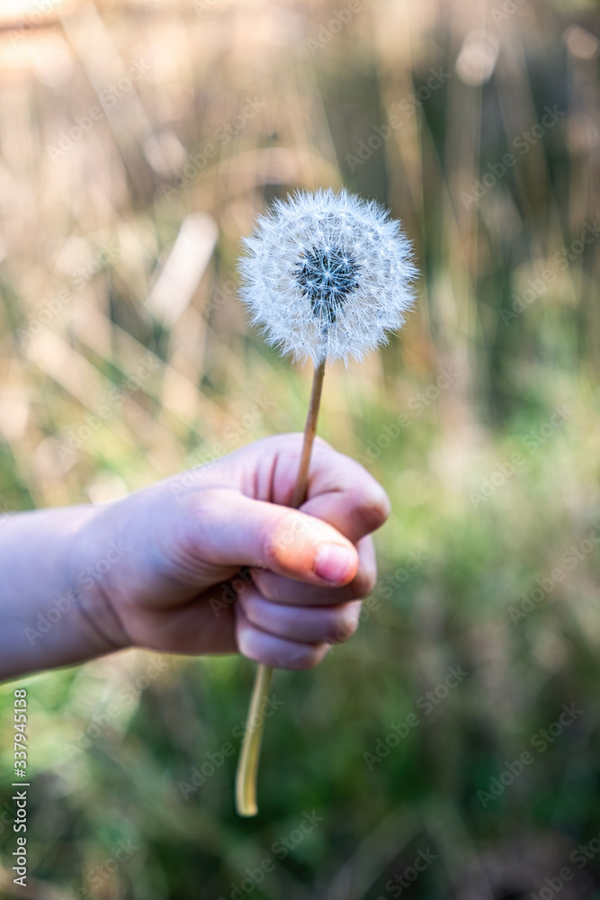 Fototapeta premium Child hand holding dandelion with shallow focus on blurred background