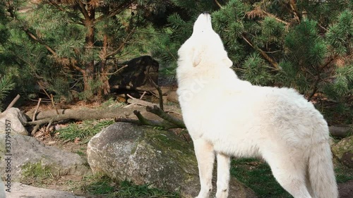 A wolf howls in the Zoo of Berlin - he is waiting for his food and talk to other wolves. An impressive picture of the wolf normally only seen like this in the nature - Three - High quality shot photo