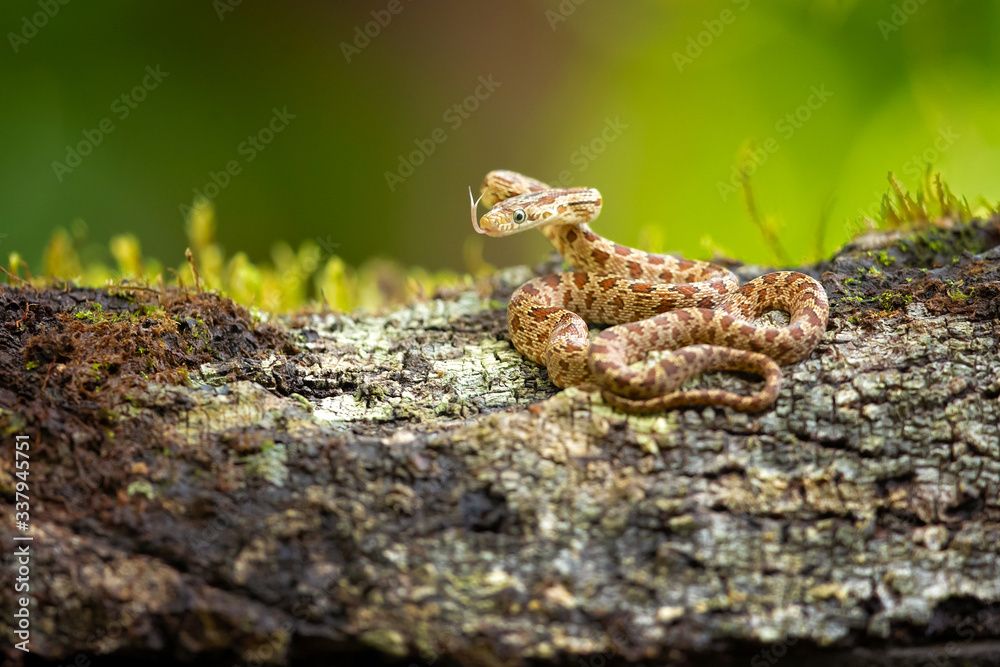 Senticolis triaspis, also known as the green rat snake. The species is endemic to Central America, Mexico, southern Arizona, and southern New Mexico. Senticolis triaspis, also known as the green rat snake. The species is endemic to Central America, Mexico, southern Arizona, and southern New Mexico.