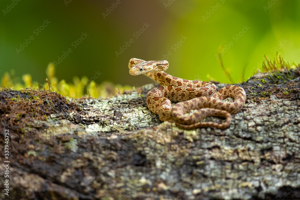 Senticolis triaspis, also known as the green rat snake. The species is endemic to Central America, Mexico, southern Arizona, and southern New Mexico. Senticolis triaspis, also known as the green rat snake. The species is endemic to Central America, Mexico, southern Arizona, and southern New Mexico.