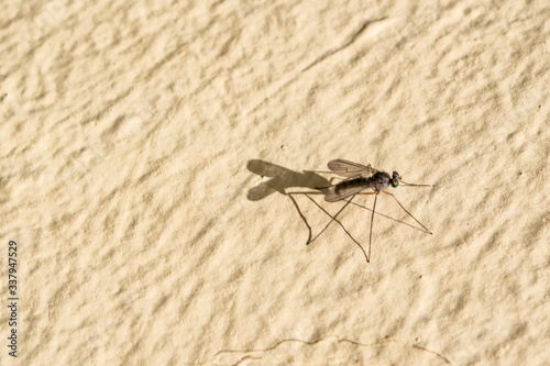 Isolated mosquito on an ocher background Located on the wall of an urban garden