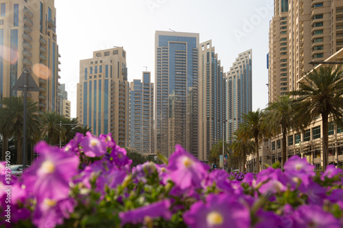 Bright purple flowers on a background of the city. A flower bed with beautiful urban flowers on the background of tall buildings and houses.