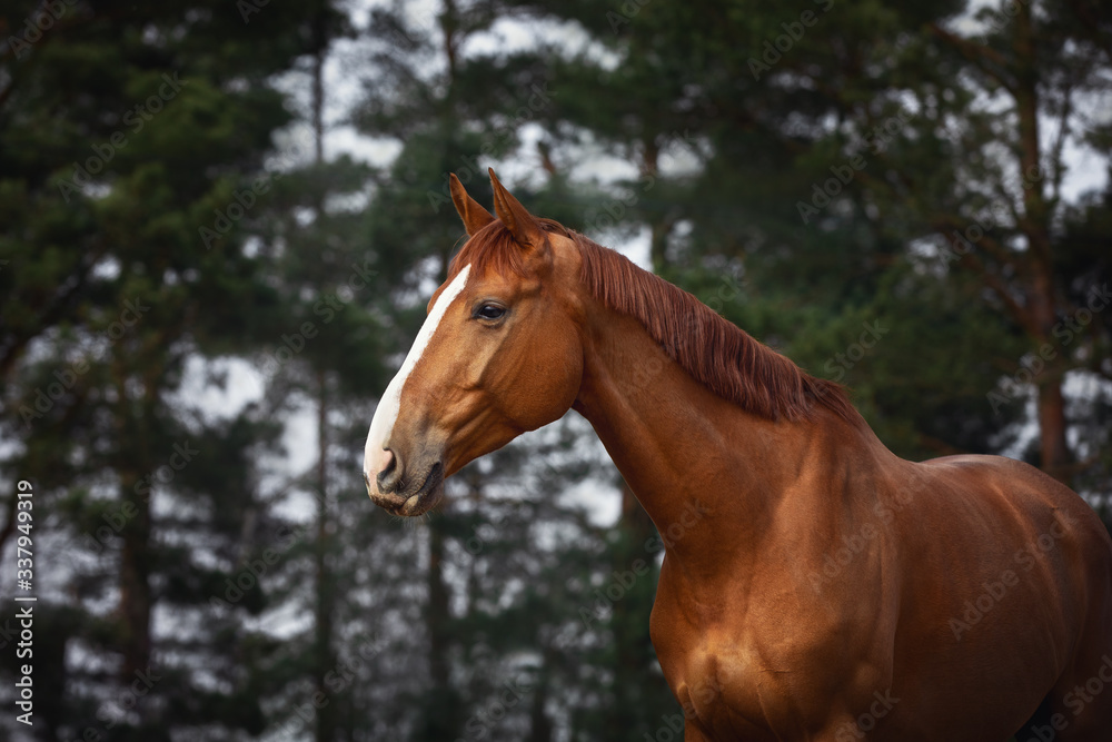 Obraz premium portrait of stunning budyonny chestnut dressage gelding horse with white line posing in forest landscape in spring daytime