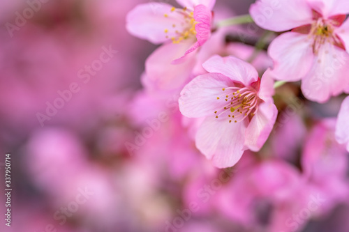 桜の花 春イメージ