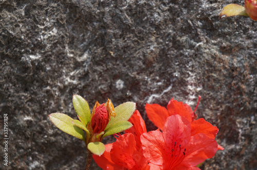 wild flower on the outdoor