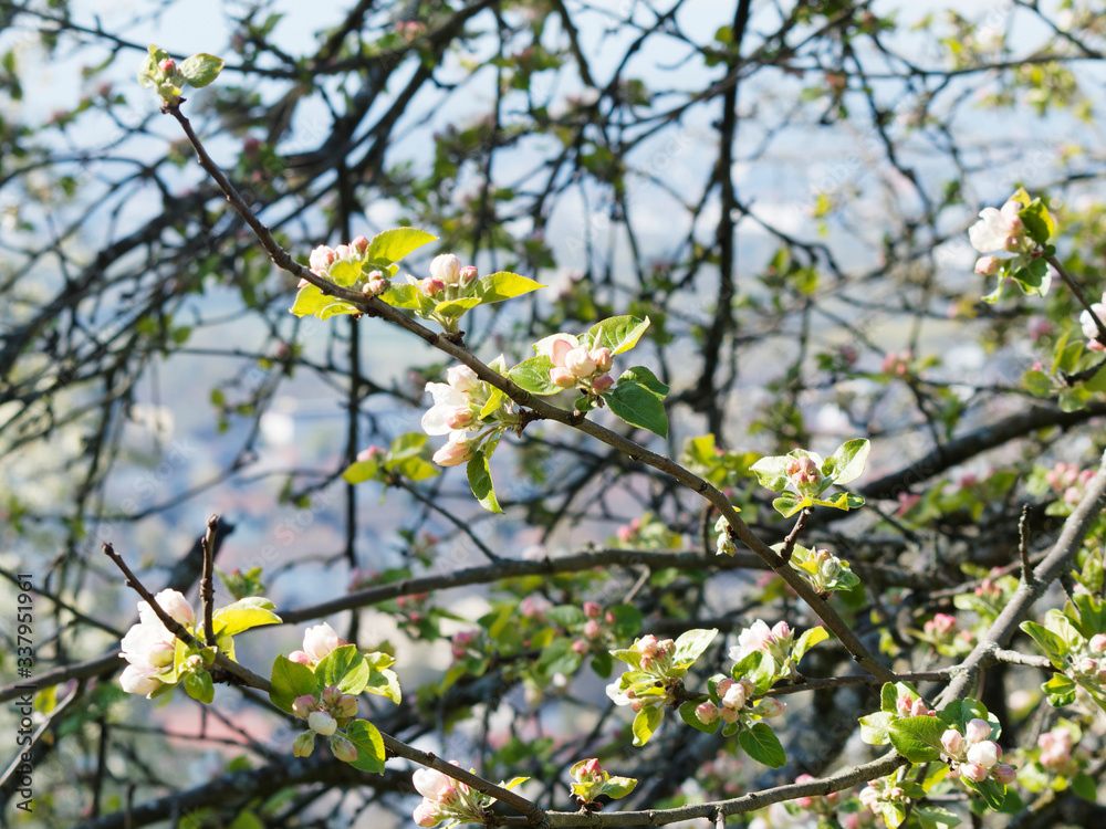 (Malus domestica) Floraison printanière blanche et rose dans un feuillage vert frais du pommier commun (Malus domestica) Floraison printanière blanche et rose dans un feuillage vert frais du pommier commun