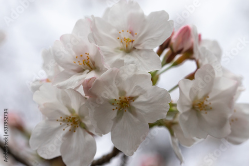 Fototapeta Naklejka Na Ścianę i Meble -  桜の花をクローズアップ撮影