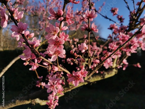 pink cherry blossom