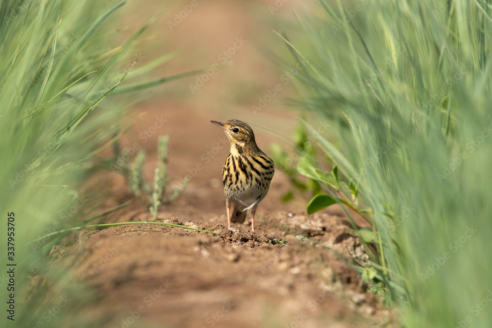 Red throated pipit in the green crops at Buri farm, Bahrain Red throated pipit in the green crops at Buri farm, Bahrain