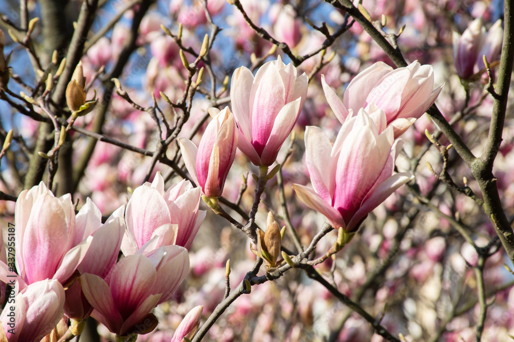 branch with unopened buds of pink-white magnolia bloom in early spring branch with unopened buds of pink-white magnolia bloom in early spring
