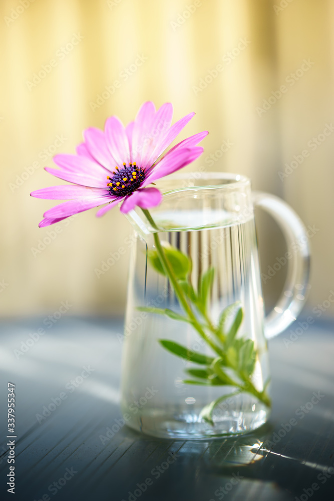 デイジーの花 春イメージ デイジーの花 春イメージ