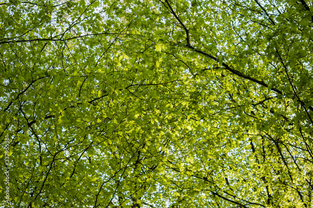 Fototapeta premium Green tree canopy in spring with fresh leaves. View from below