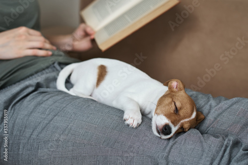 Woman relaxing on the sofa reading book with jack russel puppy dog. Good relationships with pets and home relaxing © Lazy_Bear