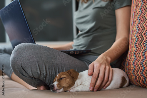 Woman sitting on the sofa with her puppy jack russel terrier dog and work at laptop computer. Remote work from home