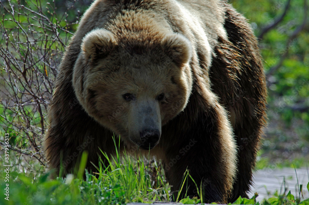 brown bear in the woods