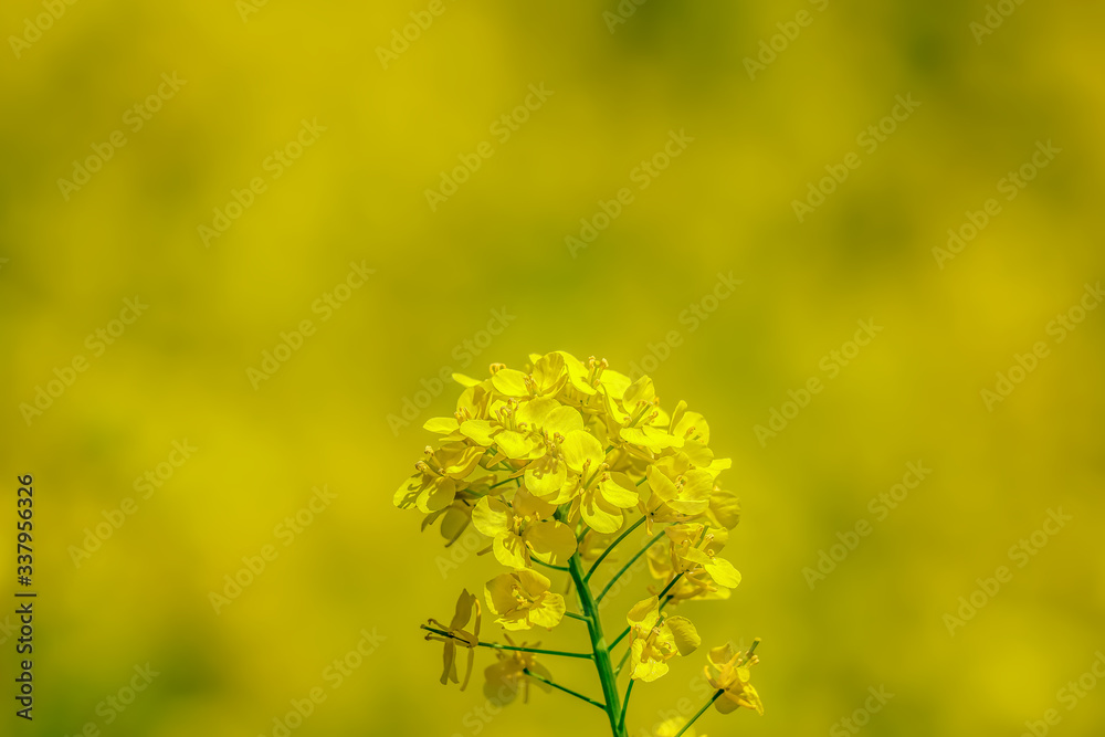 Obraz premium 菜の花 