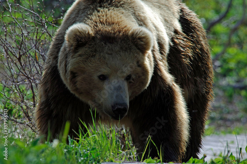 Wallpaper Mural brown bear in the woods Torontodigital.ca