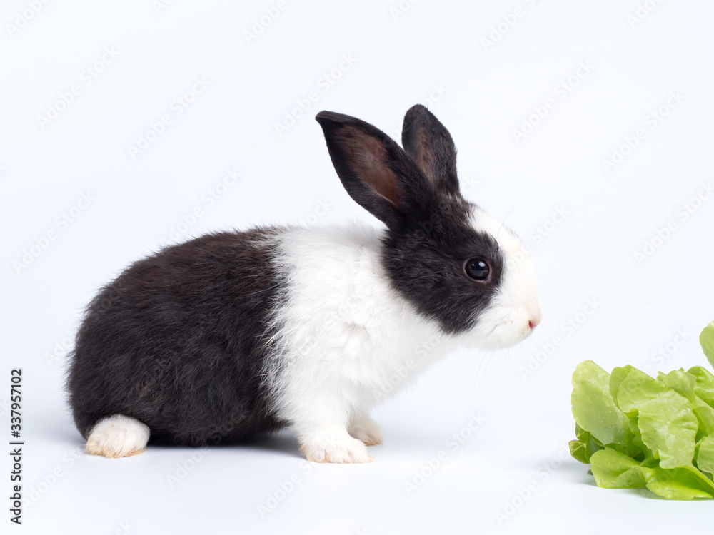 White and black baby rabbit eating lettuce on white background. Lovely baby rabbit ,white body and black on eye and ear.