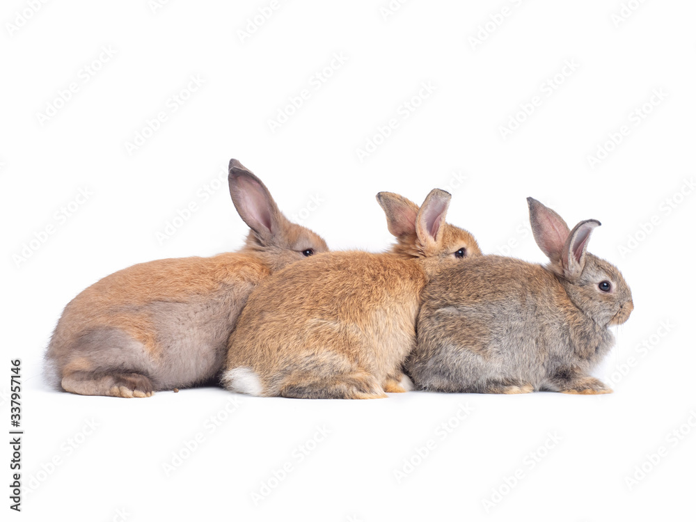 Group of brown rabbit sitting isolated on white background. Lovely three brown rabbit lined up. Group of brown rabbit sitting isolated on white background. Lovely three brown rabbit lined up.