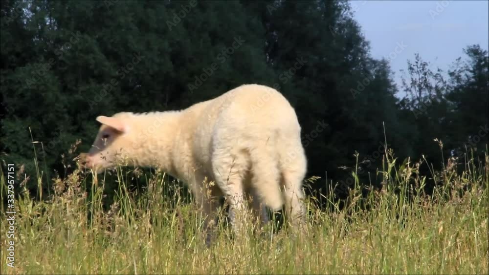cute white lamb on dike
cute white lamb on dike