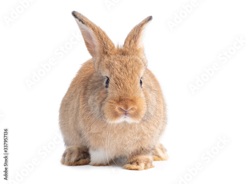 Red-brown cute rabbit isolated on white background. Lovely young brown rabbit.