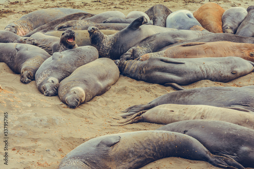 Sea Lions enjoying the day, California Coast, USA