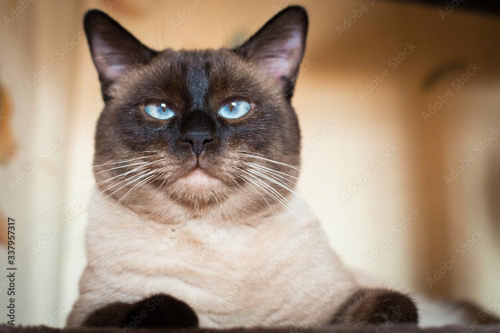 Blue eyed thai cat portrait on beige background .