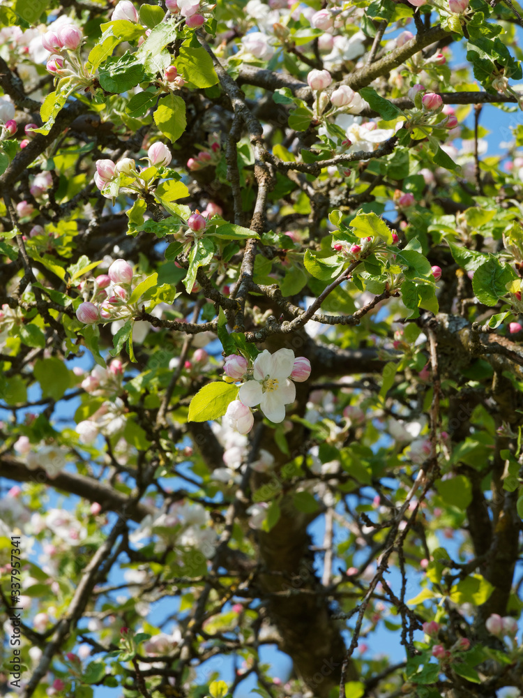 (Malus domestica) Floraison printanière blanche et rose dans un feuillage vert frais du pommier commun (Malus domestica) Floraison printanière blanche et rose dans un feuillage vert frais du pommier commun