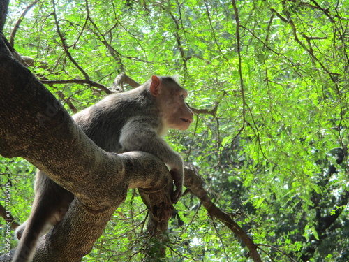 Monkey on the tree and relaxing the summer