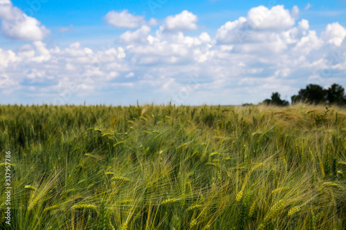 Wheat field with nice blue cloudy sky 