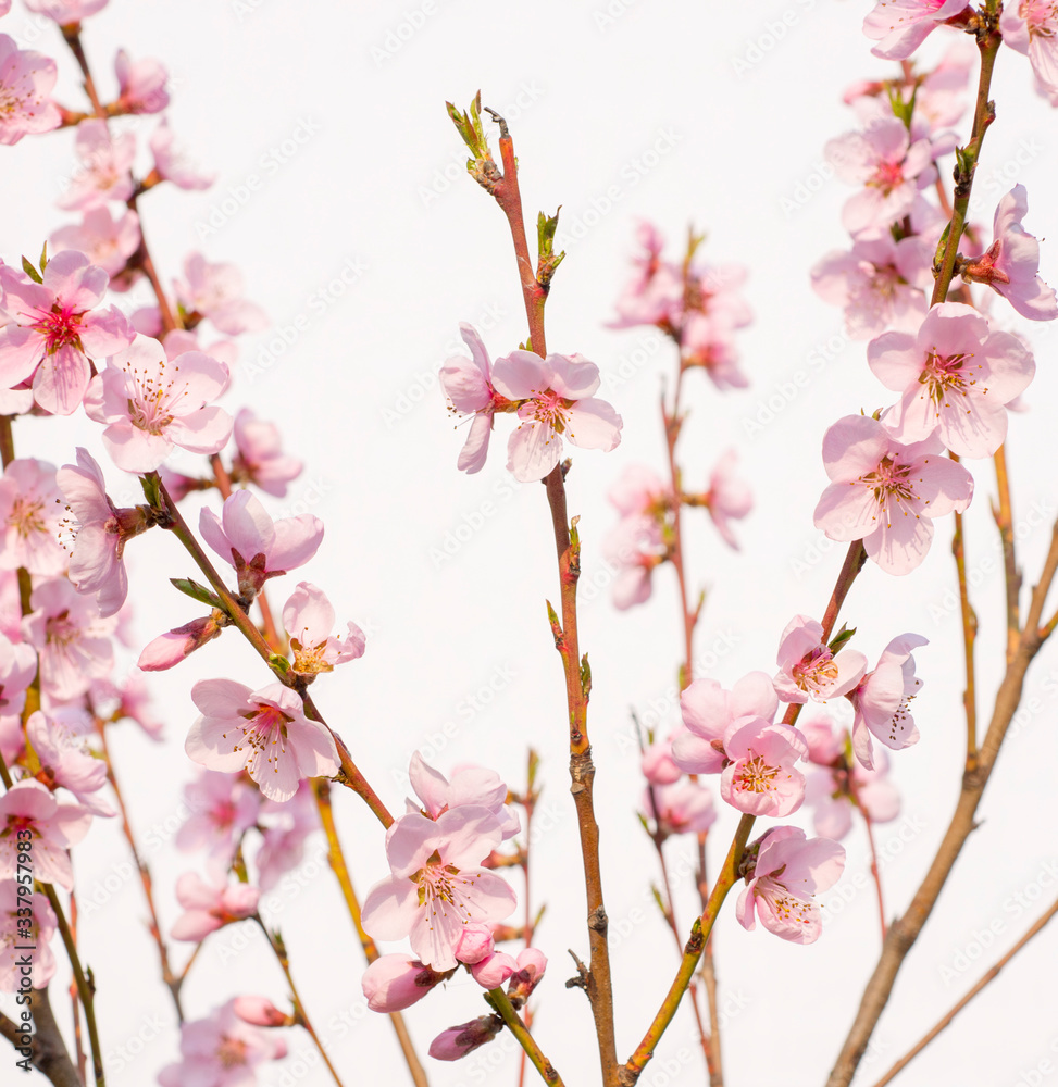 
soft pink flowers of a young peach tree on twigs on a white background
