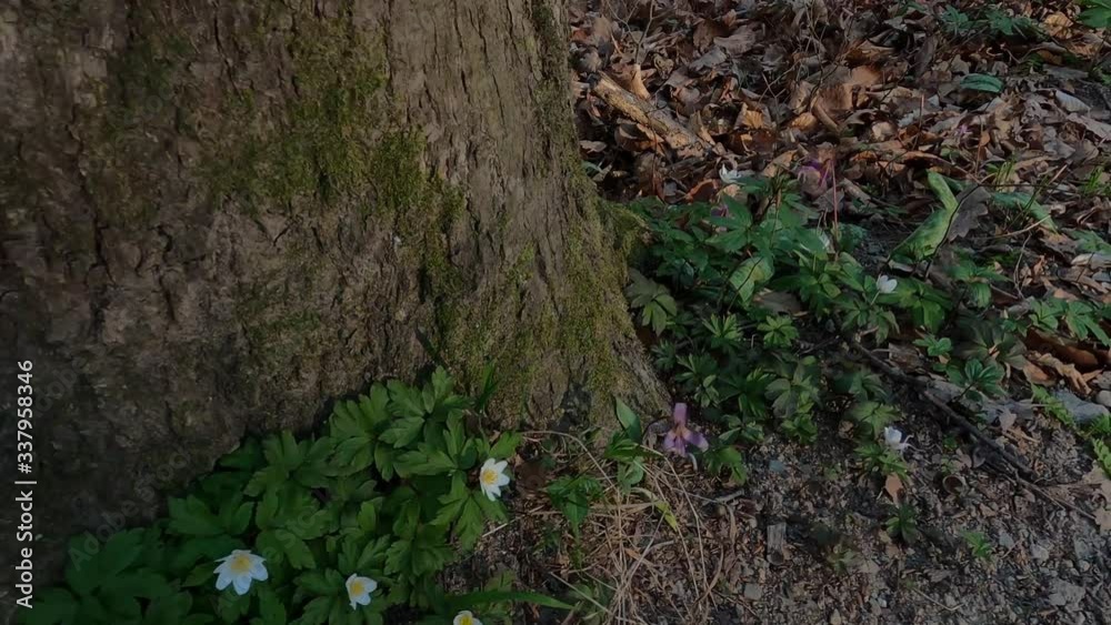 Early spring flowers on the forest soil the herald of spring.
Early spring flowers on the forest soil the herald of spring.