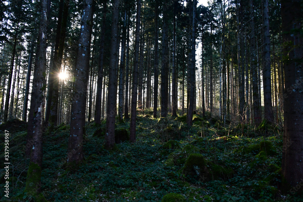 Fototapeta premium Morgensonne im Wald