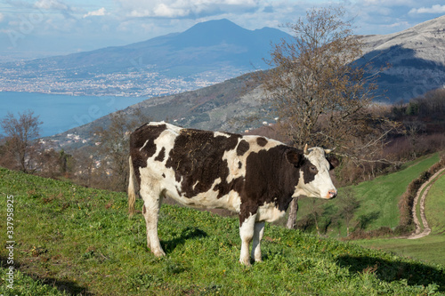 a spotted cow and Vesuvius in the background, Naples, Campania, Italy © Giuma