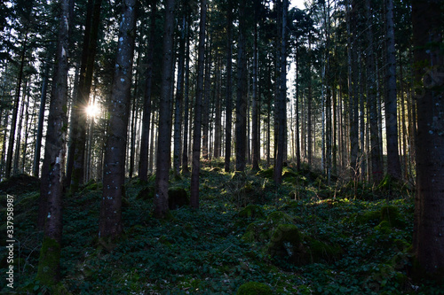 Fototapeta Naklejka Na Ścianę i Meble -  Morgensonne im Wald