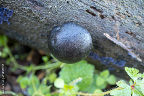 Daldinia concentrica is an inedible fungus, a mushroom in natural environment. known as King Alfred's cake, cramp balls, and coal fungus