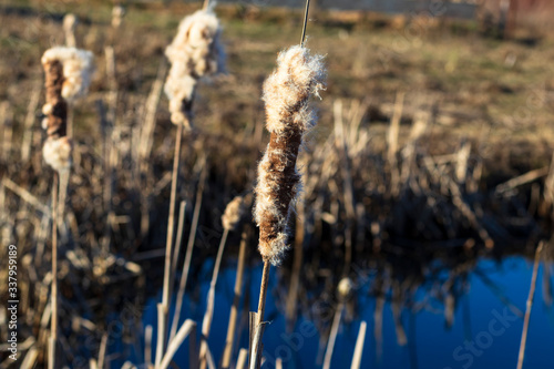 daylight. The evening sun. A lot of reeds near the pond. Close-up, © sir270